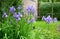 Iris sibirica flowerbed in the garden with blue irises and lush green bushes and hedges