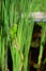 Iris sibirica green short and stubby seed capsules summer theme background