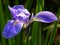 The iris is a symbol of strength and eloquence