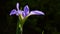 The iris is a symbol of strength and eloquence