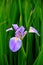 Iris tectorum Maxim