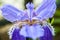 Iris tectorum maxim fleur-de-lis