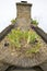 Iris on a thachted roof of a typical house of normandy, France