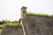 Iris on a thachted roof of a typical house of normandy, France