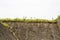 Iris on a thachted roof of a typical house of normandy, France