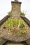 Iris on a thachted roof of a typical house of normandy, France