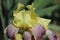 Iris variegata, Hungarian Iris