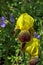 Iris variegata known as Hungarian iris in British park - London, UK