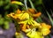Iris variegata known as Hungarian iris in British park - London, UK