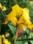 Iris variegata, rhizomatous perennial