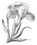 Iris, vintage engraving