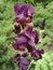 Iris violet flowers \'Amethyst Flame\'