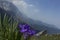 Iris violet flowers spring landscape view snowy mountains