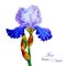 Iris watercolor