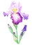 Iris Watercolor Illustration