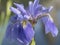 Iris xiphium,Spanish iris