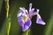 Iris xiphium, Spanish Iris
