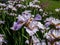 Iris Ã— sibtosa â€˜Lavender Landscapeâ€™ with beautiful lavender pink fall petals, paler standards, styles - near white and small