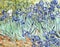Irises 1889 by Vincent van Gogh
