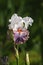 Irises blossoming in a garden, Giardino dell\' Iris in Florence