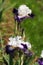 Irises blossoming in a garden, Giardino dell\' Iris in Florence