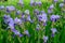 Irises flowers. Multiple Purple irises on green background