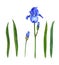 Irises flowers watercolor painting botanical illustration leaves spring summer set for design greeting card invitation