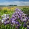 irises, in the foreground purple and yellow flowers, landscape of fields and groves in the valley