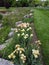 Irises in the Park