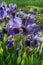 irises, purple flowers, variety of spring