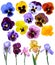 Irises violet flowers it is isolated