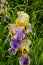 Irises are wonderful garden plants