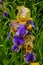 Irises are wonderful garden plants