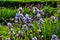 Irises are wonderful garden plants