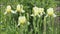 Irises â€“ beautiful ornamental flowers