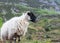 Irish blackface mountain sheep