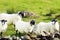Irish blackfaced Sheeps
