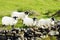 Irish blackfaced Sheeps