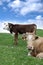 Irish cattle feeding on the green grass