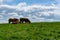 Irish cattle grazing near the famous Cliffs of Moher, Ireland