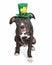 Irish Celebration Puppy Dog