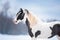 The irish cob outdoors in winter portrait closeup