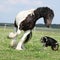 Irish cob playing with border collie