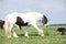 Irish cob playing with border collie