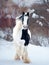 Irish cob runs free outdoors in winter