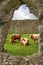 Irish cows in abbey ruins