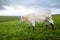 Irish cows grazing