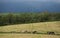 Irish Dairy cows meadow landscape