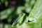 The Irish damselfly or crescent bluet Coenagrion lunulatum male sitting on green raspberry leaves