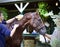 Irish Danzing Bathing on the Saratoga Backstretch